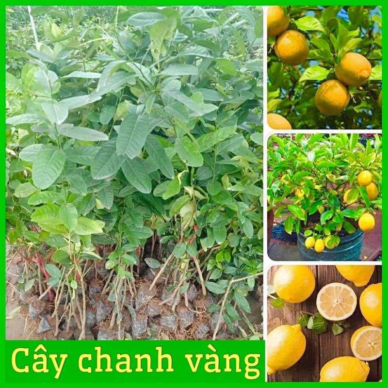 Cây giống chanh vàng mĩ
