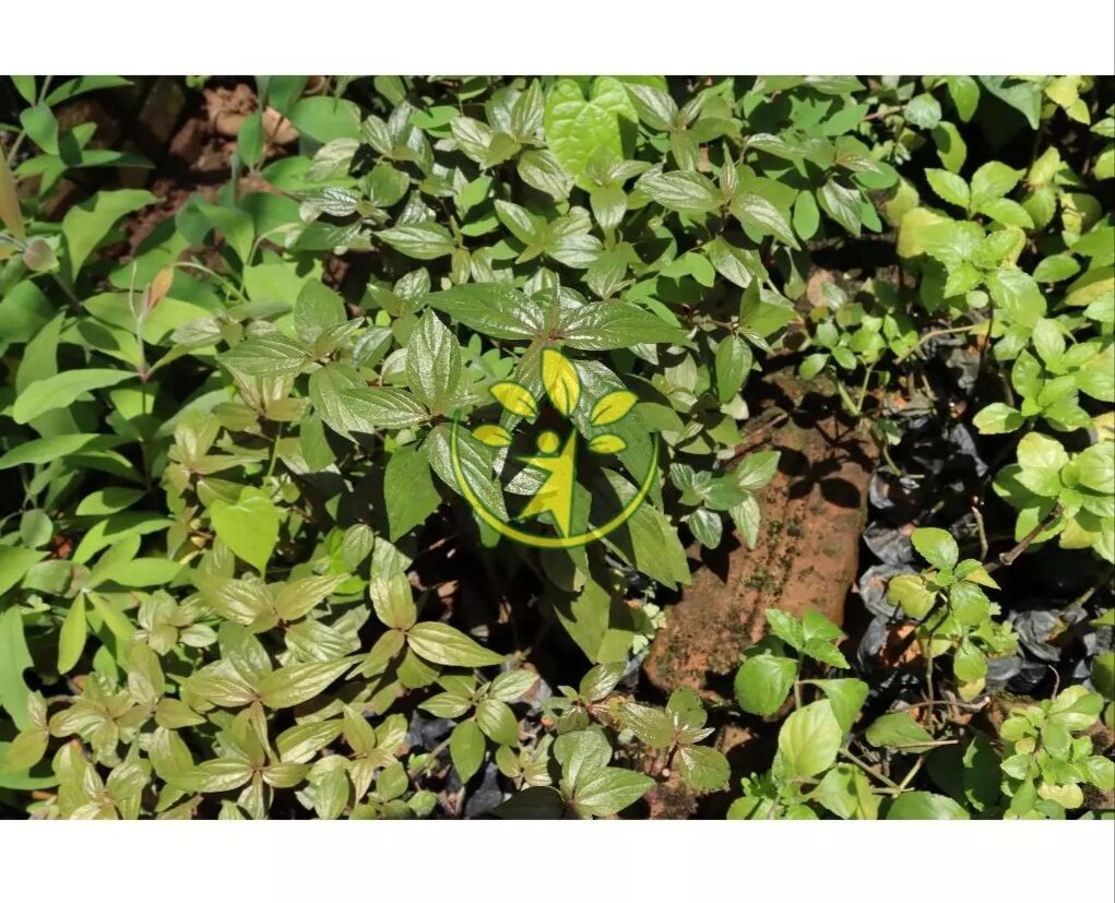 Cây bọ mắm làm giống (dược liệu chữa ho)