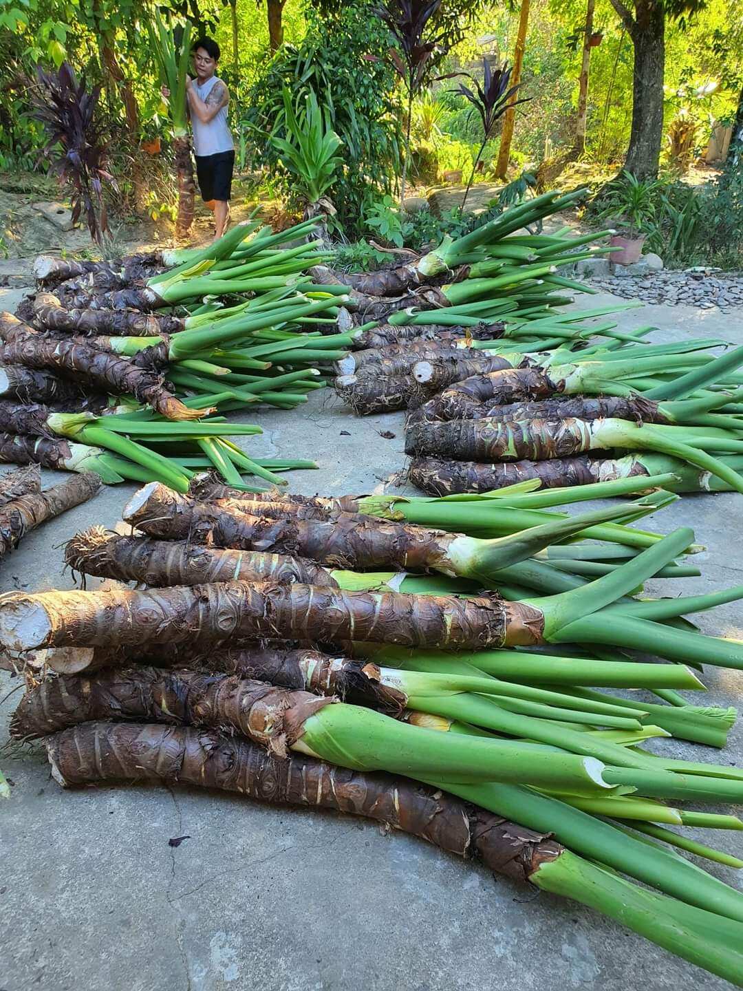 1kg củ bạc hà núi tươi