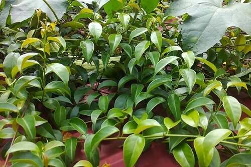 Combo 3 cây giống lá giang