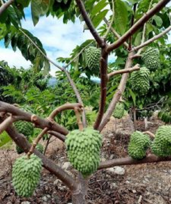 Cây Na sầu riêng