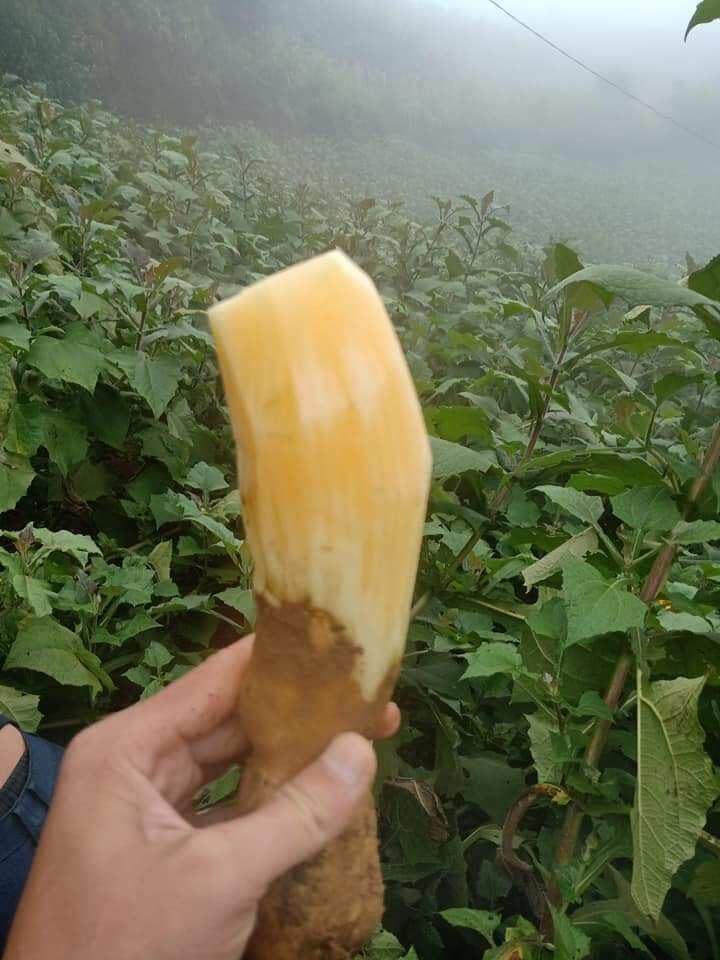khoai sâm đất 1kg
