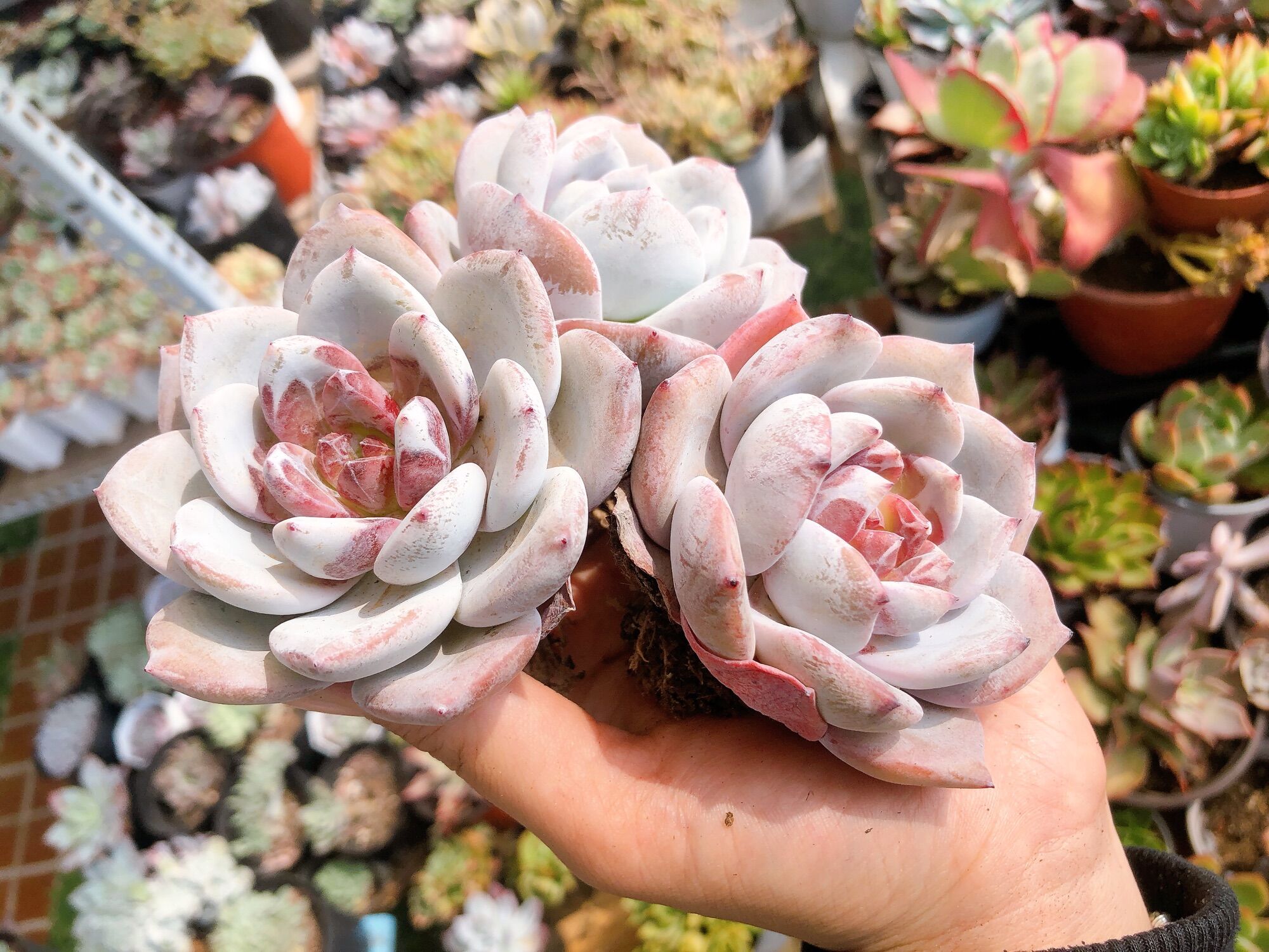 Sen đá laui lai 7-8cm