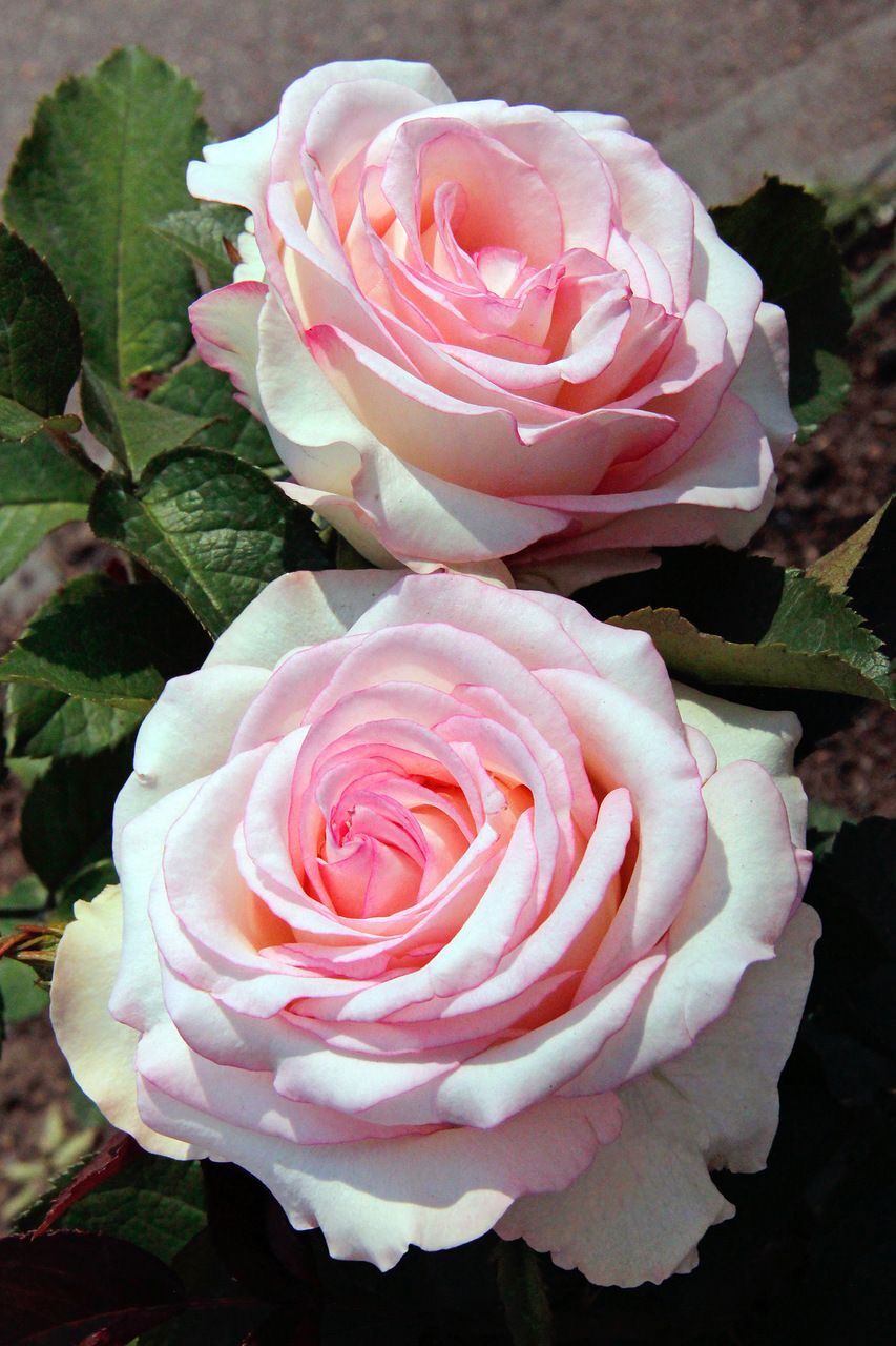 Hoa hồng Moonstone Rose - hoa màu hồng phấn