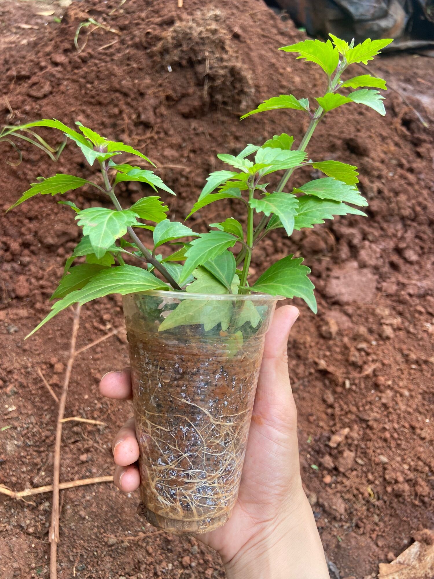 Cây giống Râu mèo