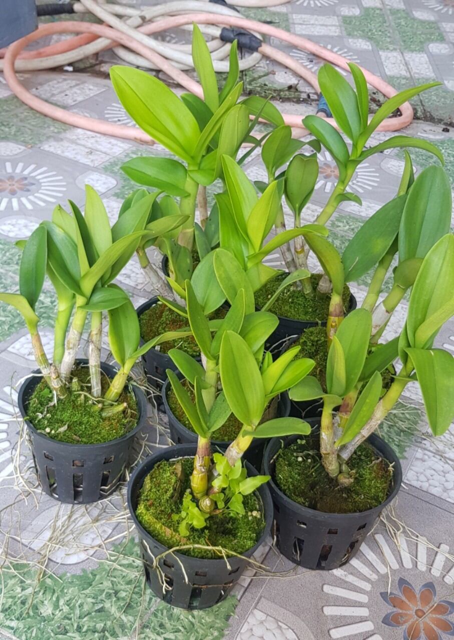 Dendro thiên lan  vườn thanh lý ( combo 5 chậu)