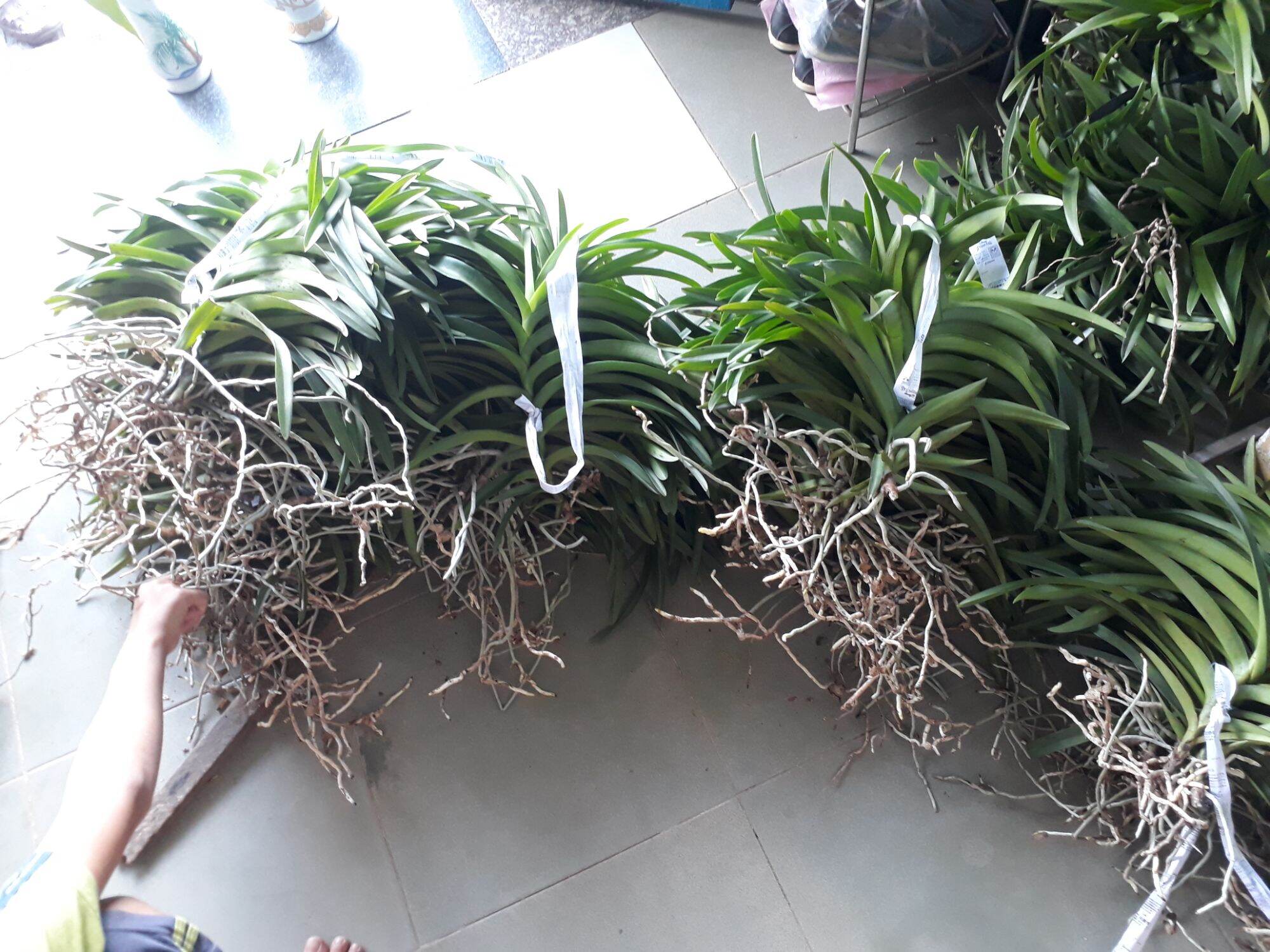Combo 5 Cây Lan Giống Mokara(cao 20-30cm) màu Đỏ