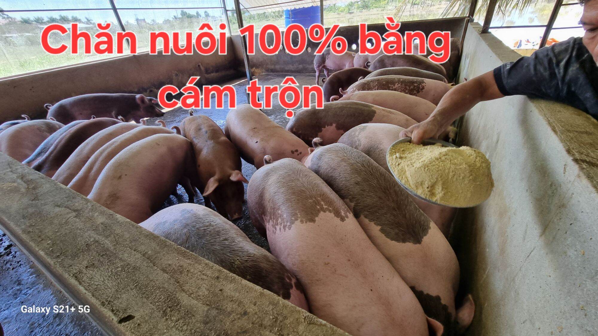 Men vi sinh ủ đạm cá (nữa ký Men Phương Nam + nữa ký Enzyme Protease)