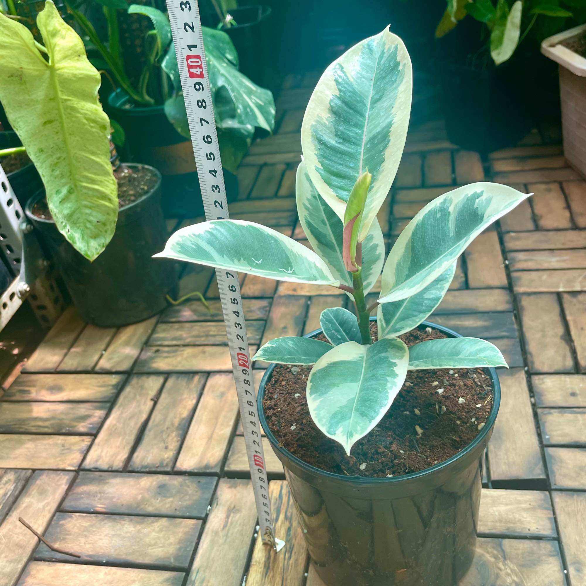 Cây đa Cẩm thạch cao 35cm -40cm.