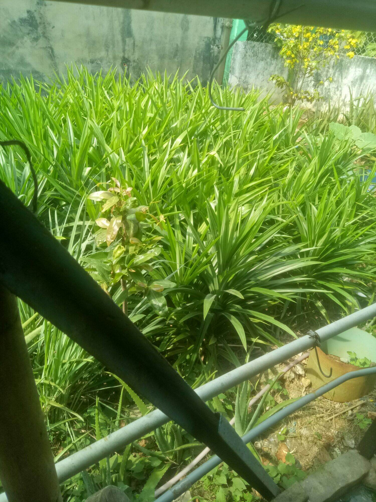 Lá dứa vườn 100g hữu cơ chỉ giao ở hcm