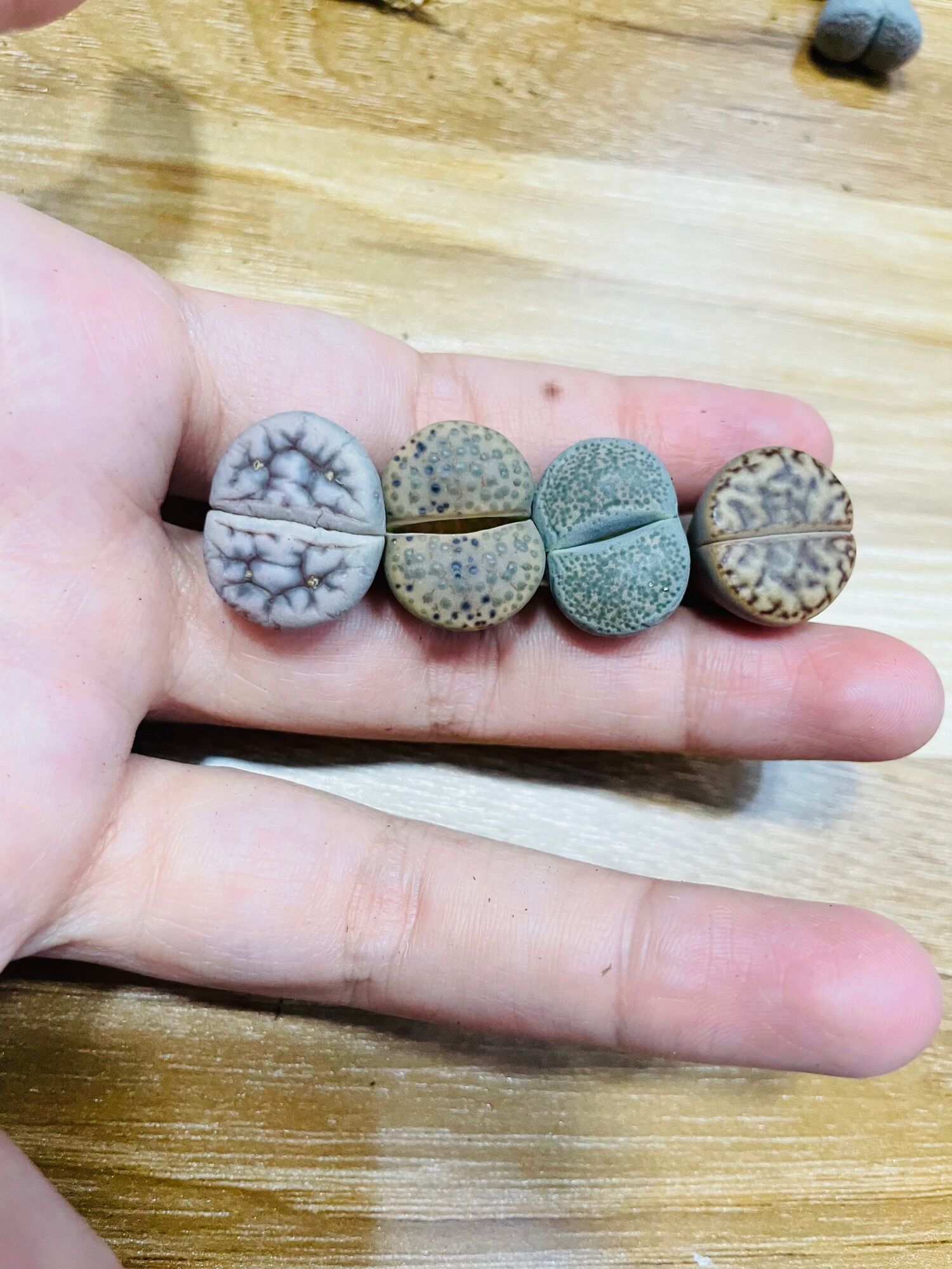 Sen mông, lithops, thạch lan vân siêu đẹp size 1-2cm