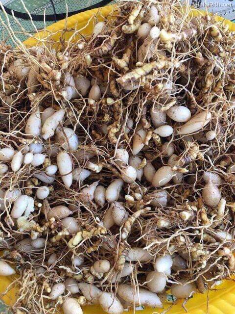 CÂY SÂM KHỎE MỌC HOANG TRONG RỪNG SÂU CỦA NGƯỜI BA NA