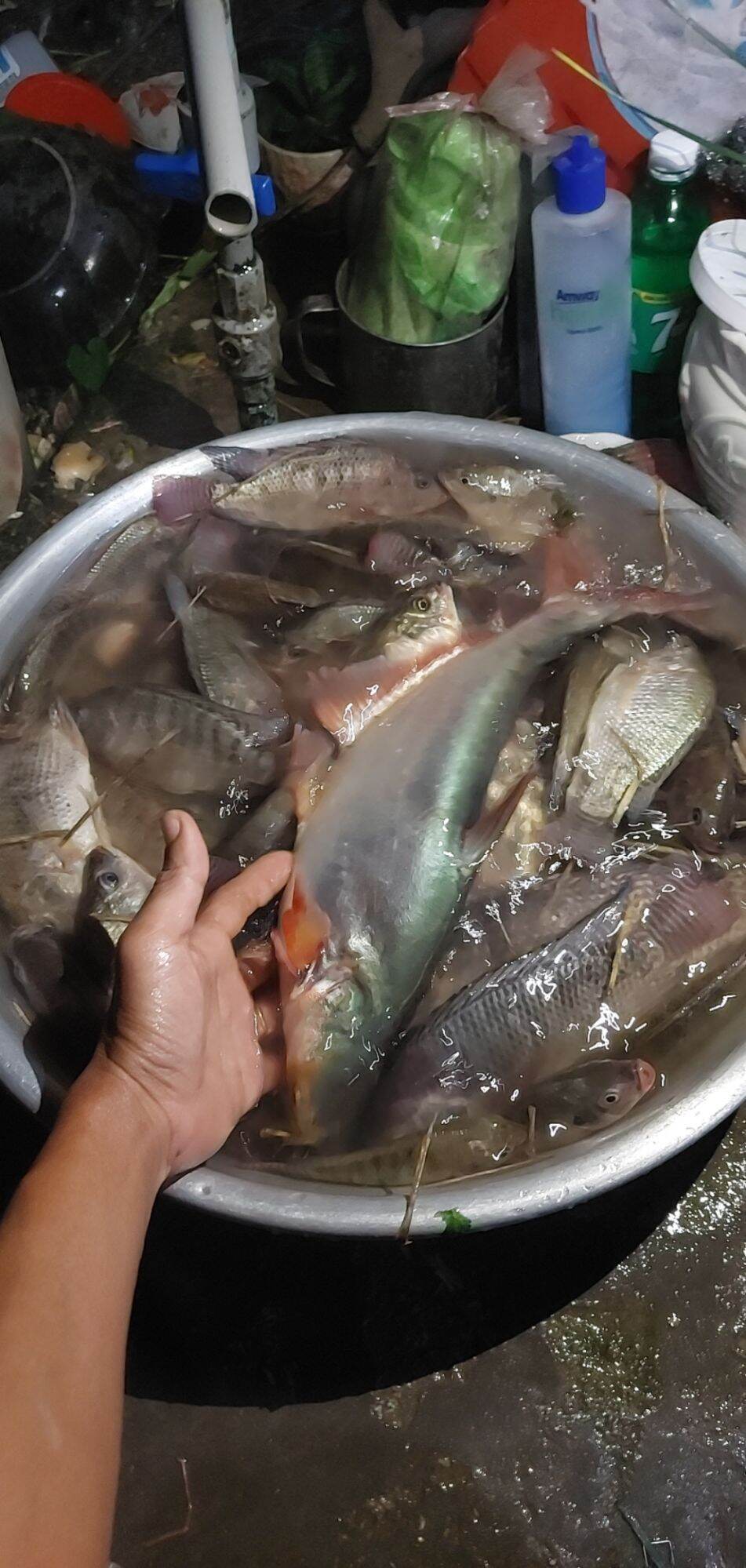 TINH MÙI CÂU CÁ TRA RÔ PHI CANDY