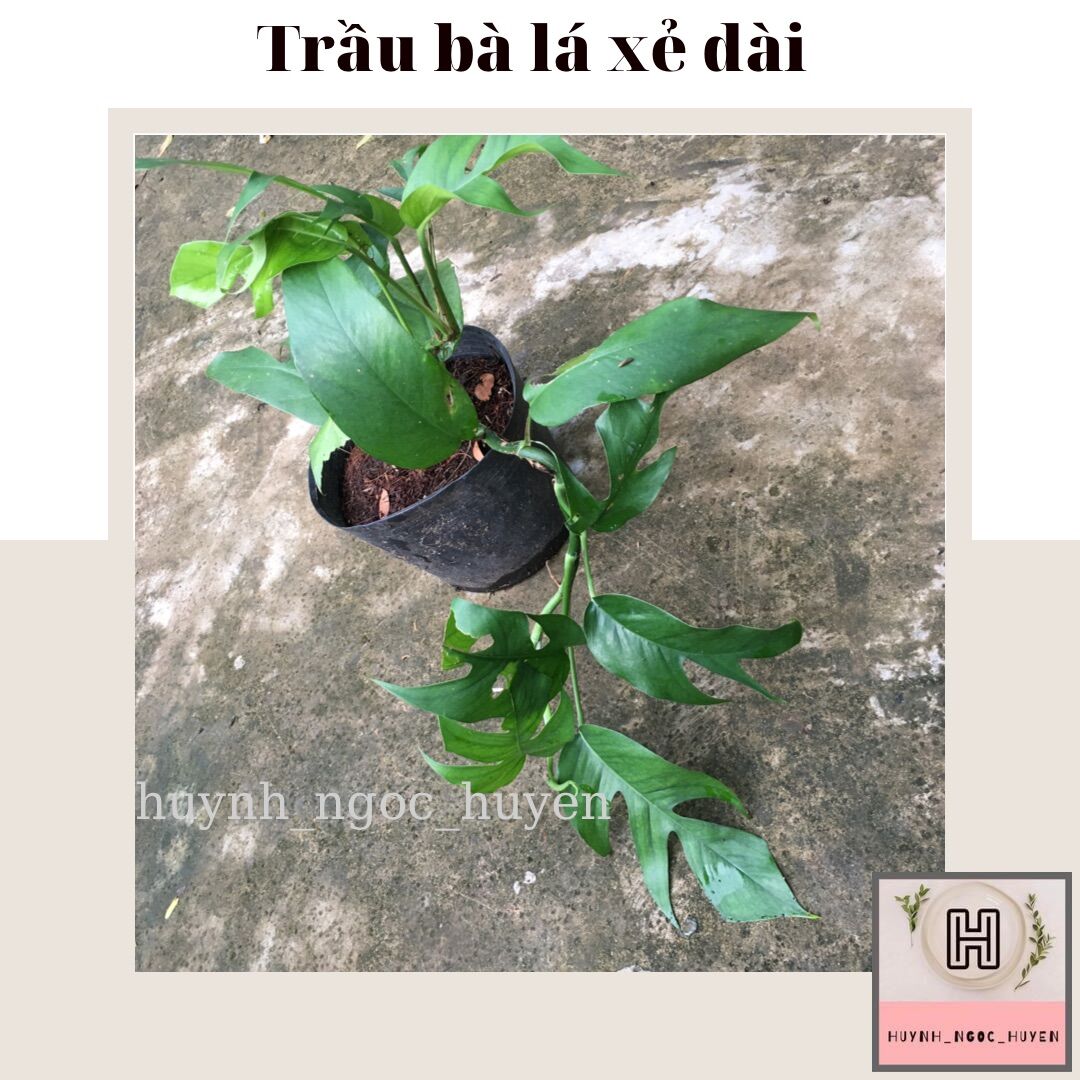 Trầu bà lá xẻ dài