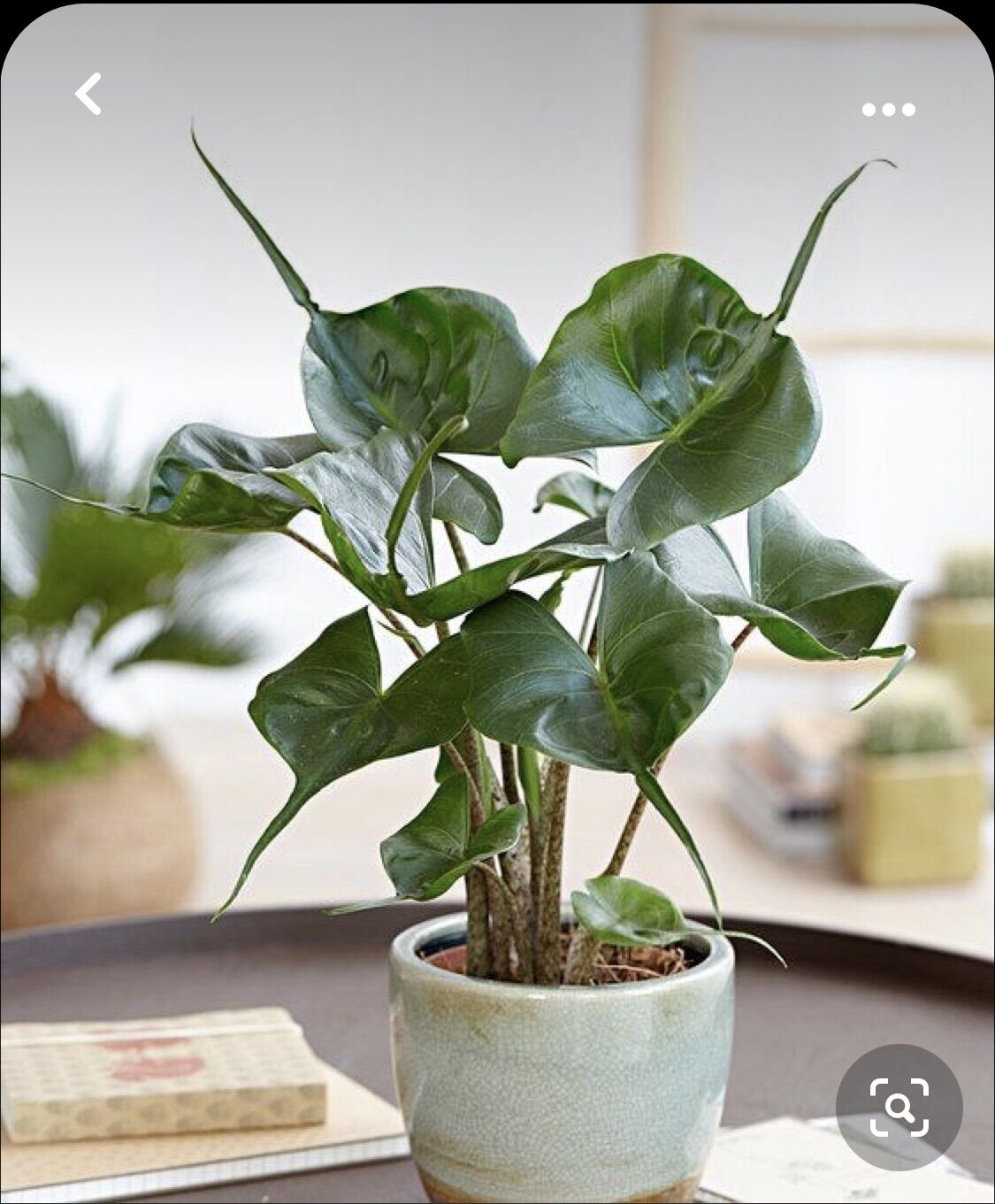 Môn cá đuối - Alocasia Stingray, rễ sâu, cây khỏe mạnh