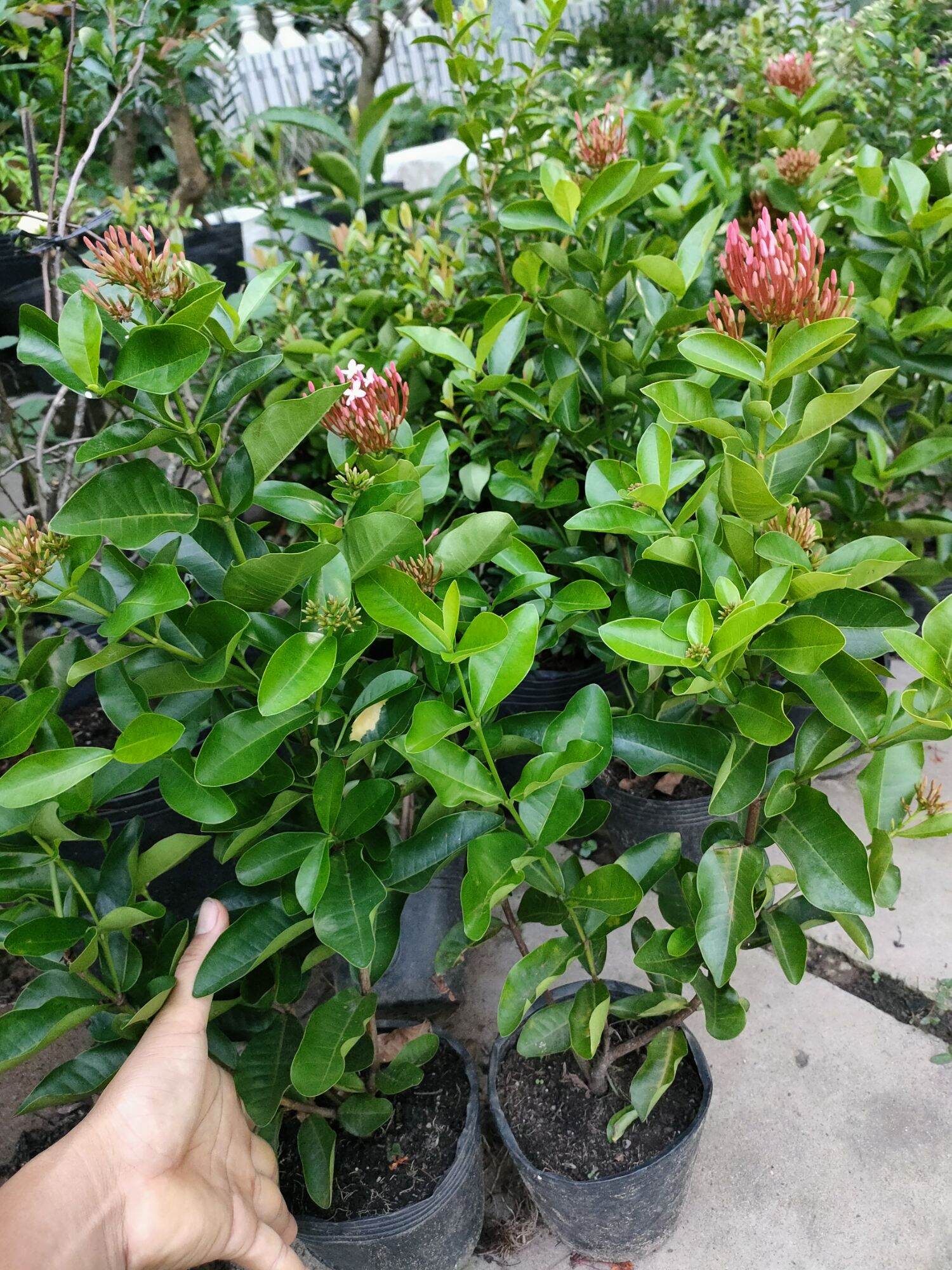 cây trang hồng phấn lá trung cao 40-50cm