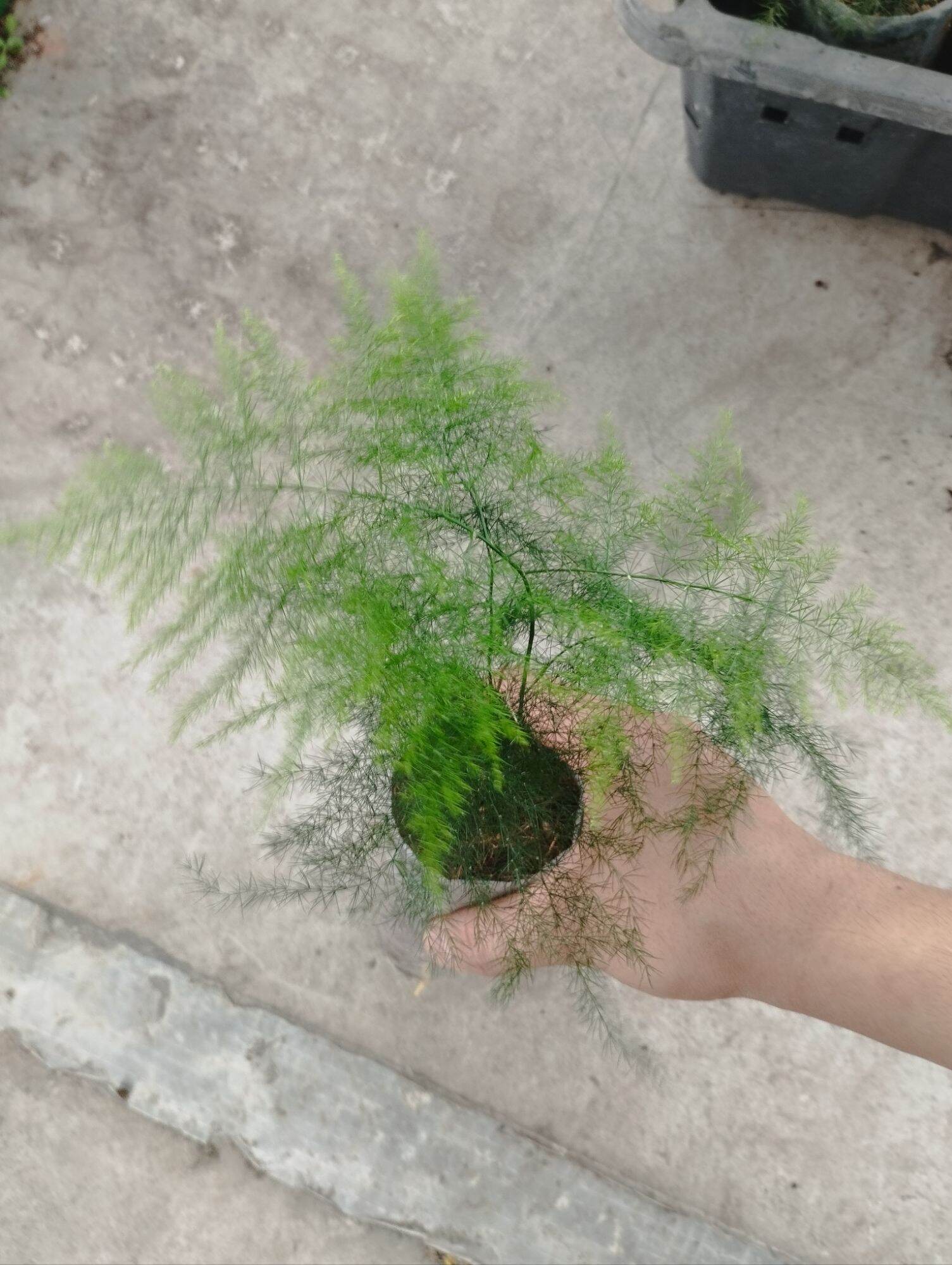 Kim thuỷ tùng mini bầu nilong