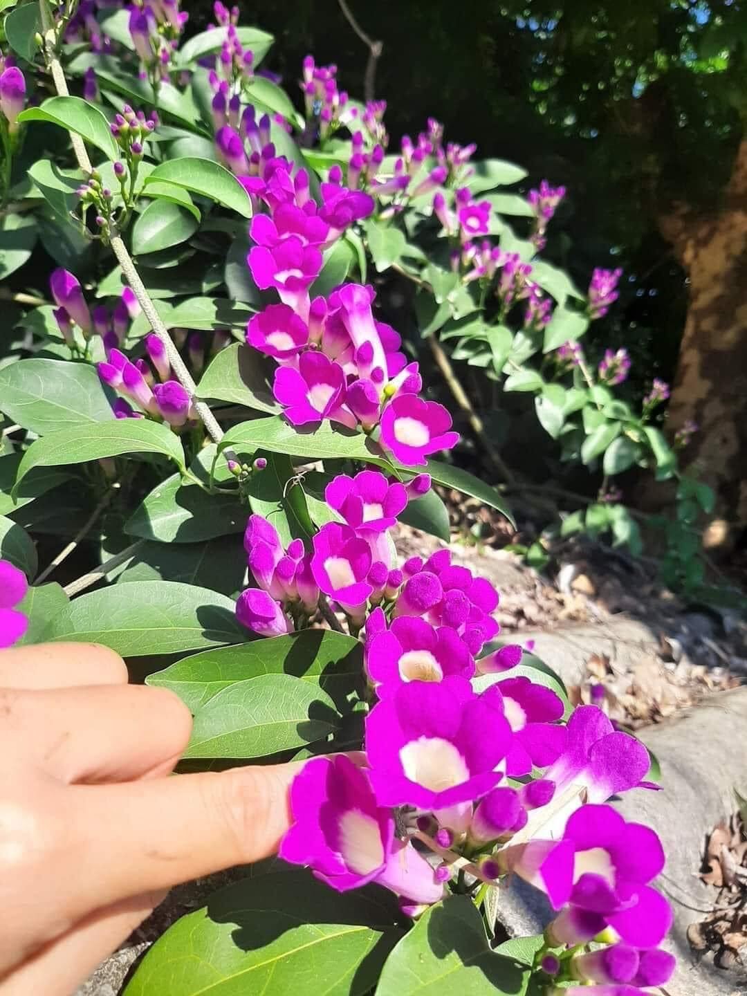 Cây giống hoa lan tỏi