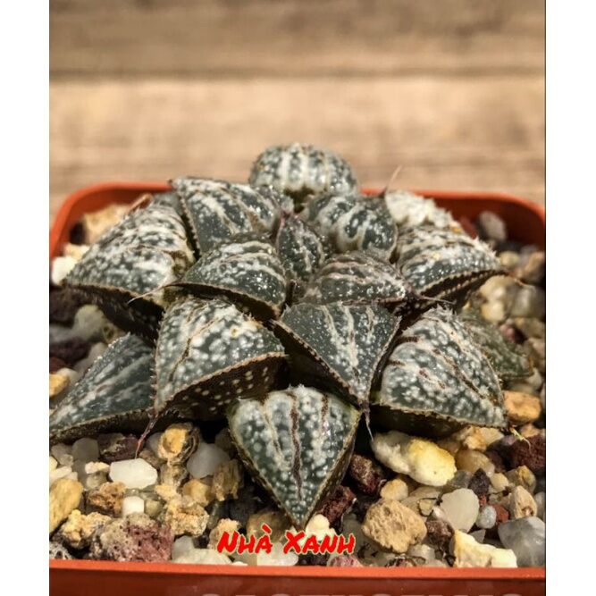 Sen đá Haworthia yuki rất đẹp 6_7 cm