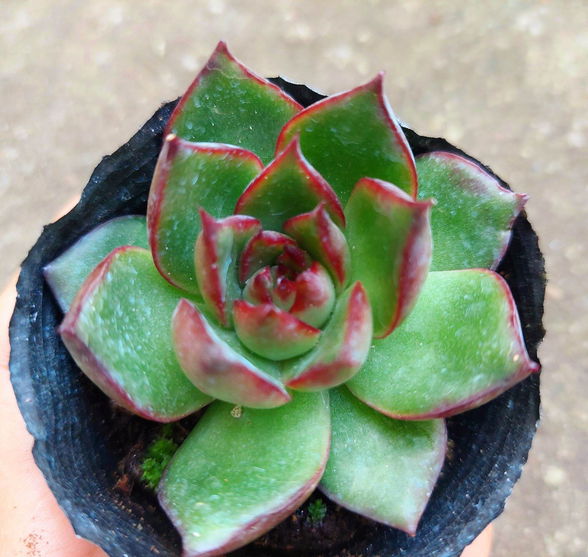 Sen đá ẾCH LỬA size bầu 5-6cm
