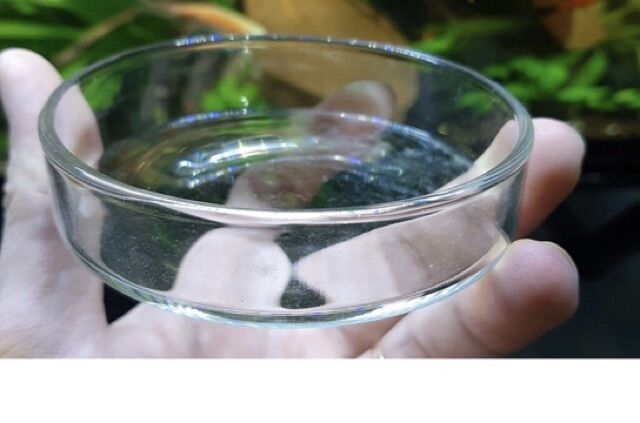Chén đựng thức ăn cho tép cá cảnh
