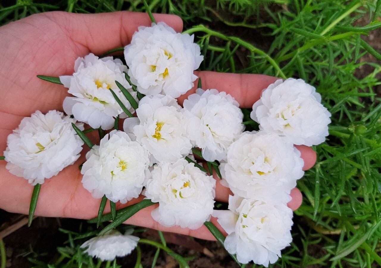 50 Cành mười giờ đỏ, vàng, trắng  30k