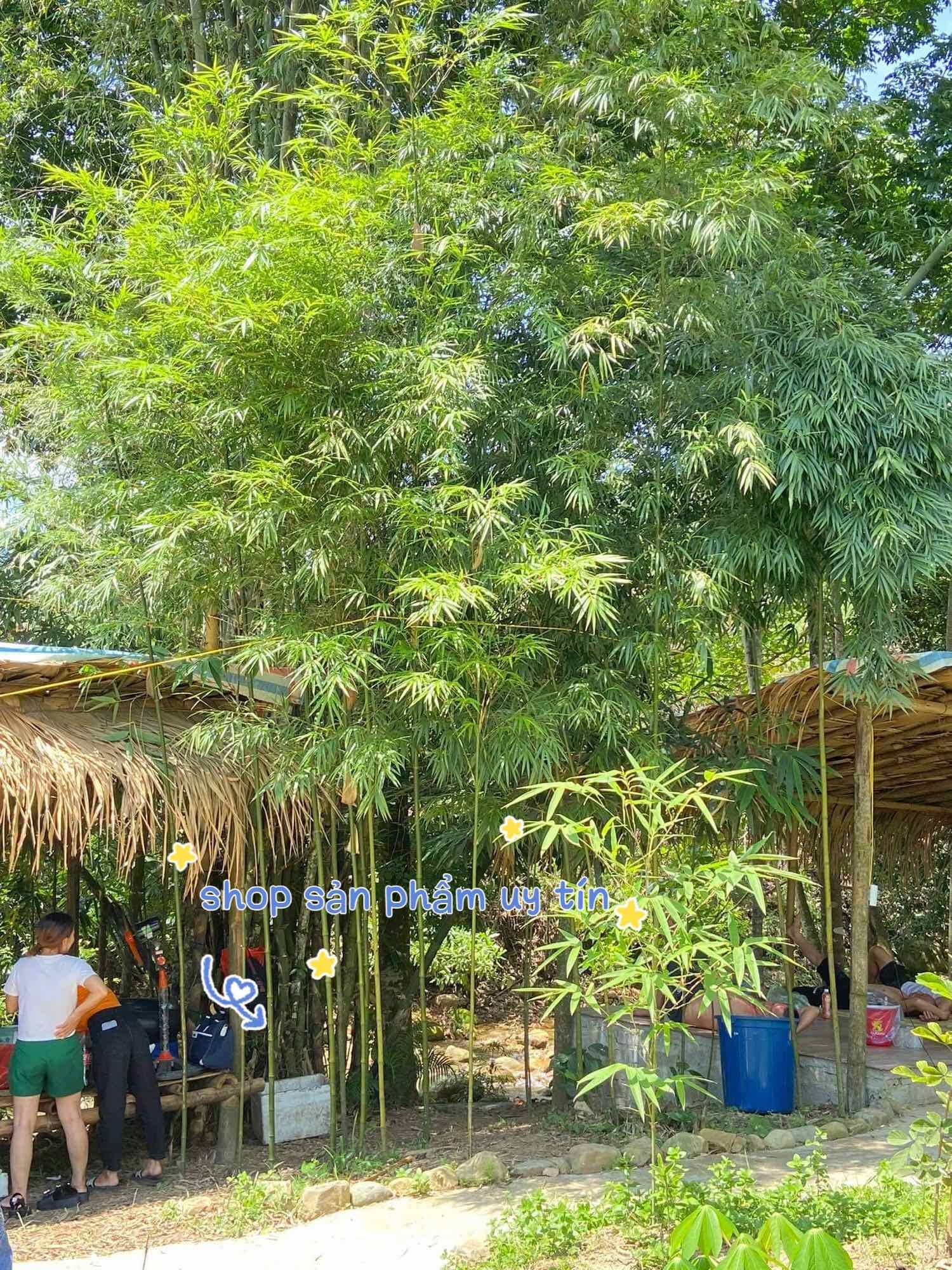 Tre đốt xanh trồng kiểng hay bàn trà