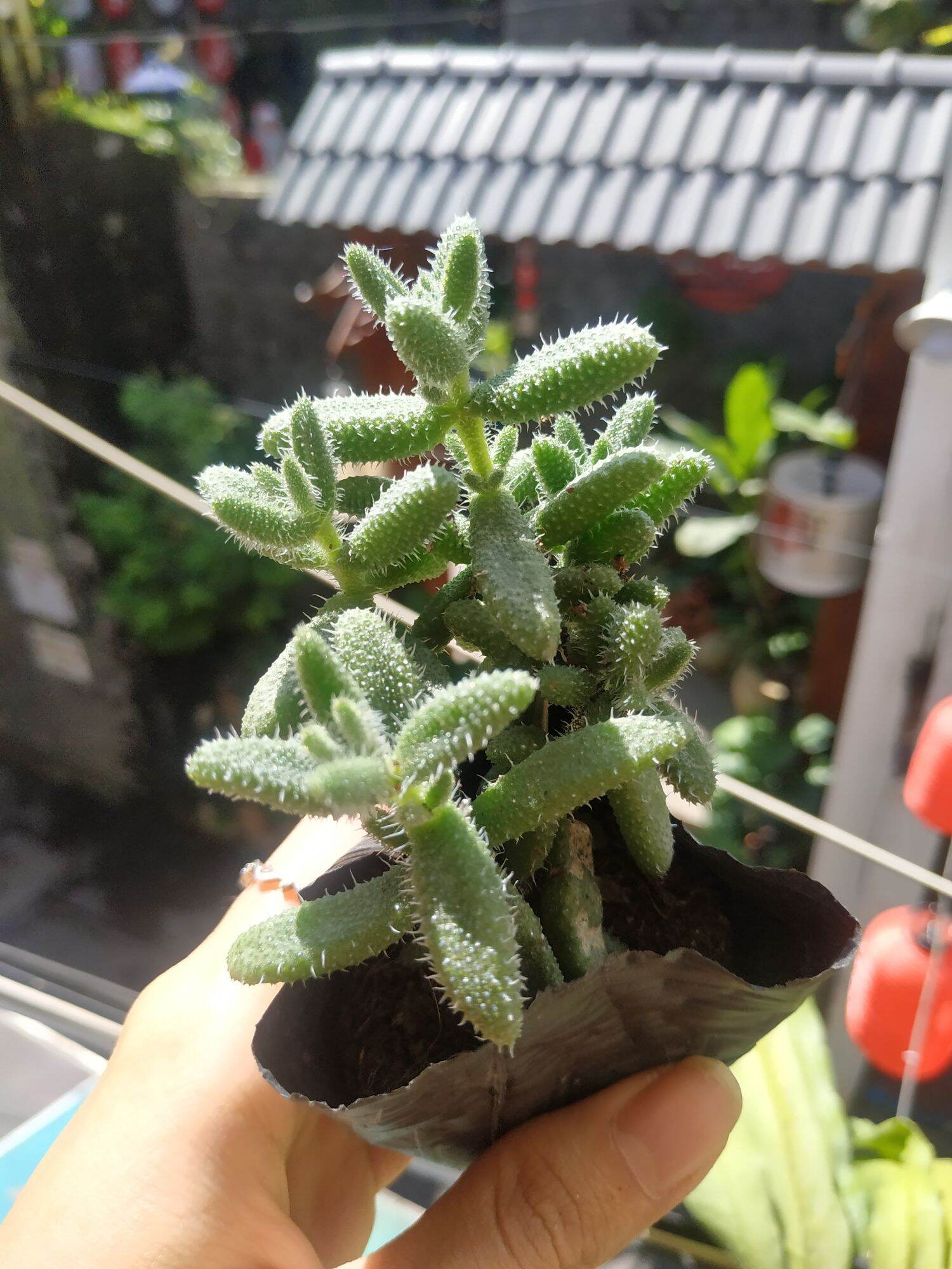 Sen đá SEDUM MẶT NẠ