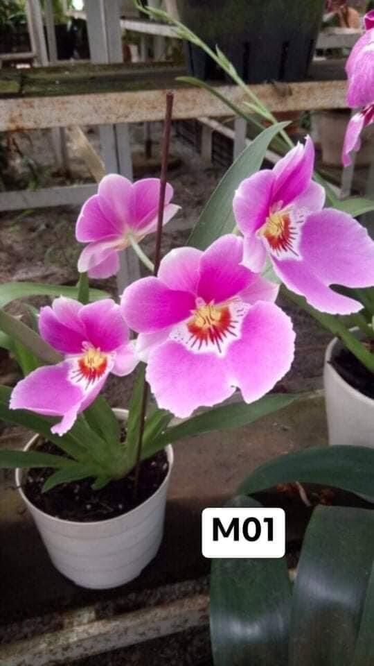Hoa lan vũ nữ motonia(4 cây) cực thơm vv