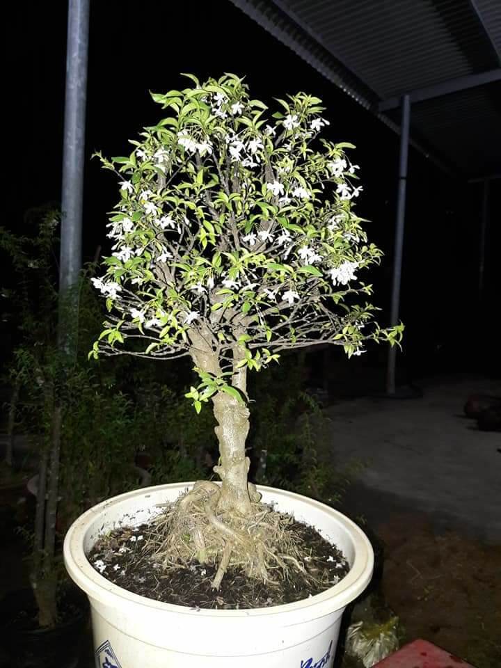 Mai chiếu thủy bonsai đang hoa