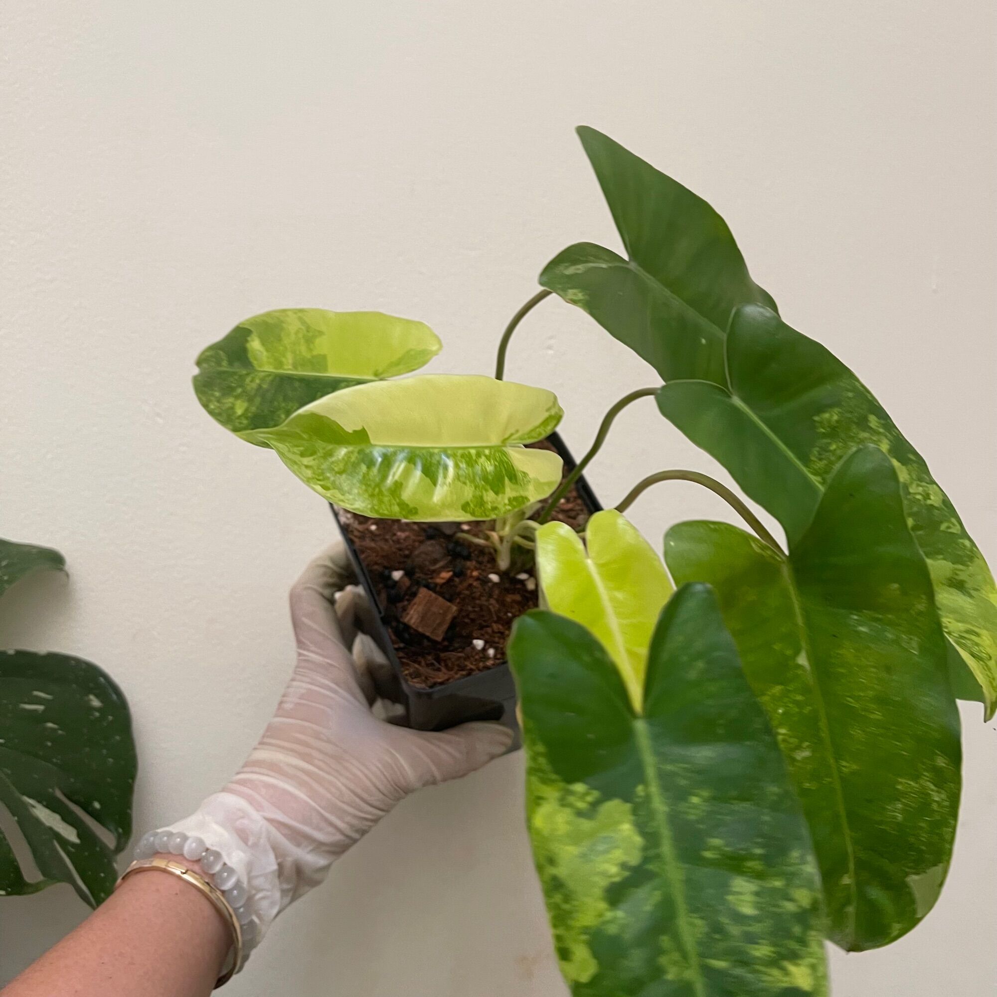cây trầu bà philodendron Blurle Marx Var