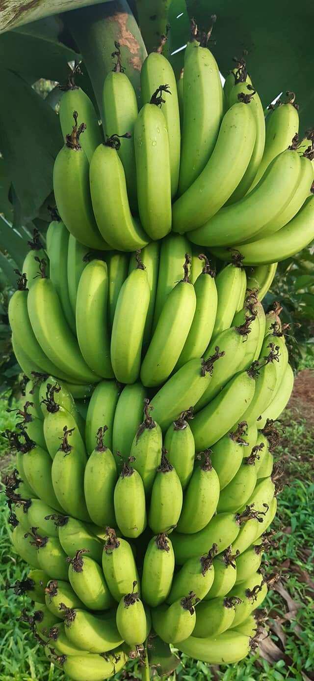 Chuối già Laba (cây giống thuần xứ nóng)