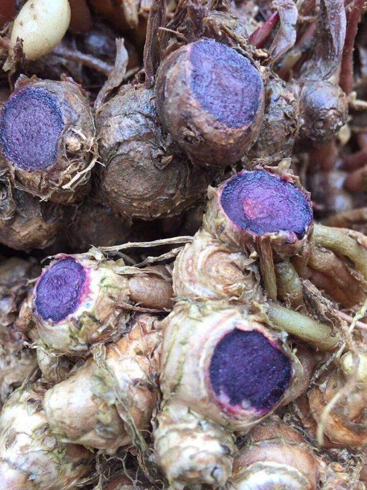 nữa kí ngải đen (gừng đen)