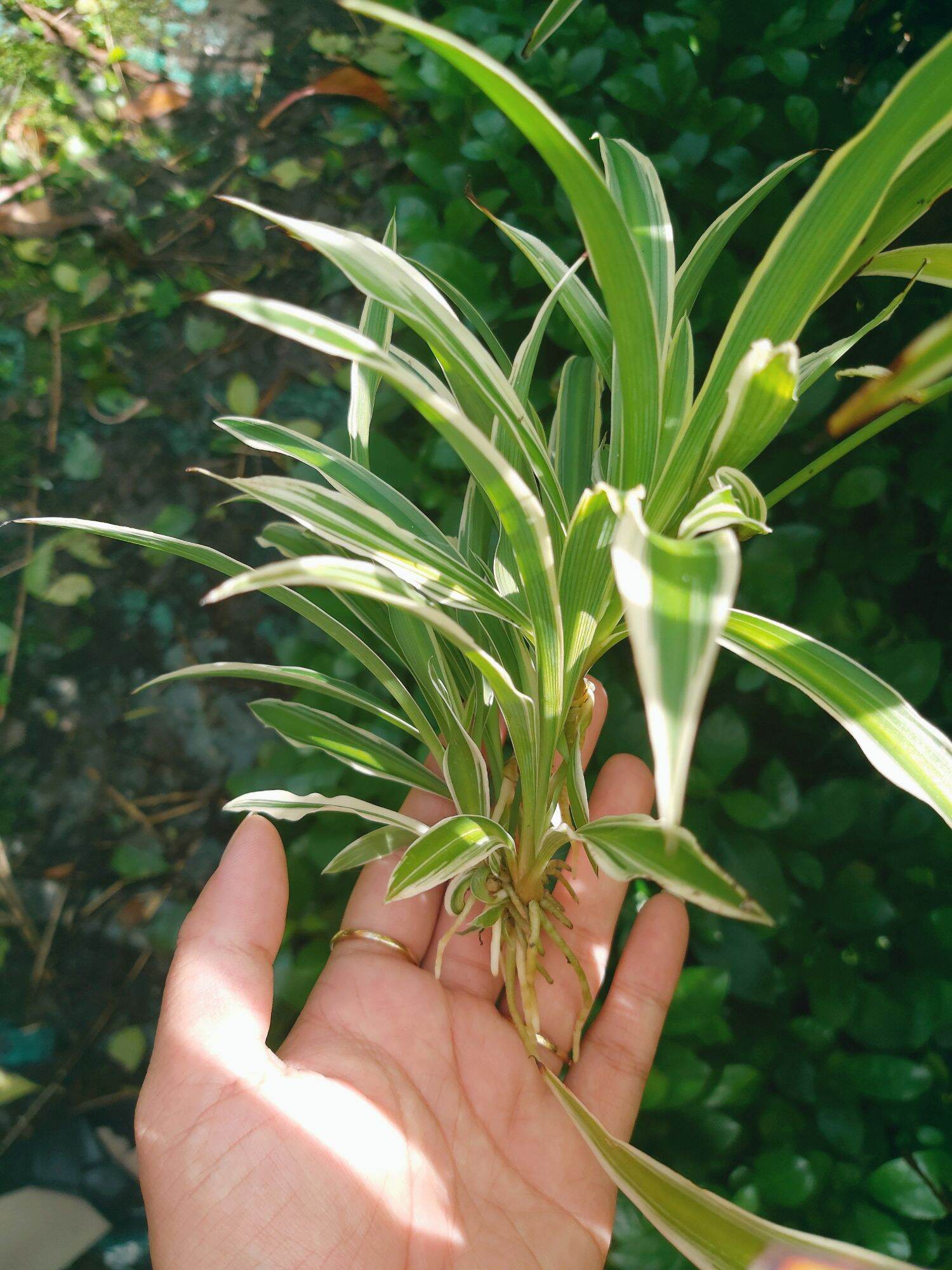 Lan Phát Tài (Lan Chi Lá Lớn) - ảnh thật
