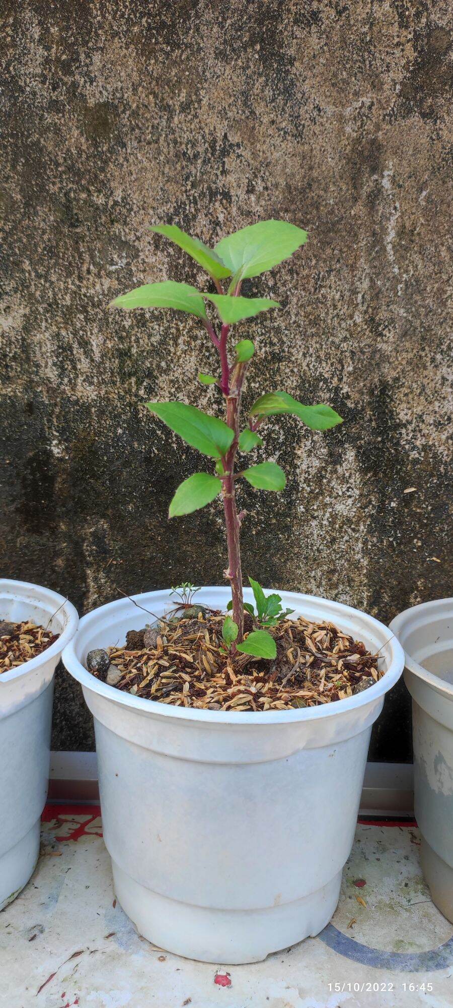 Cúc leo mexico cây giống.