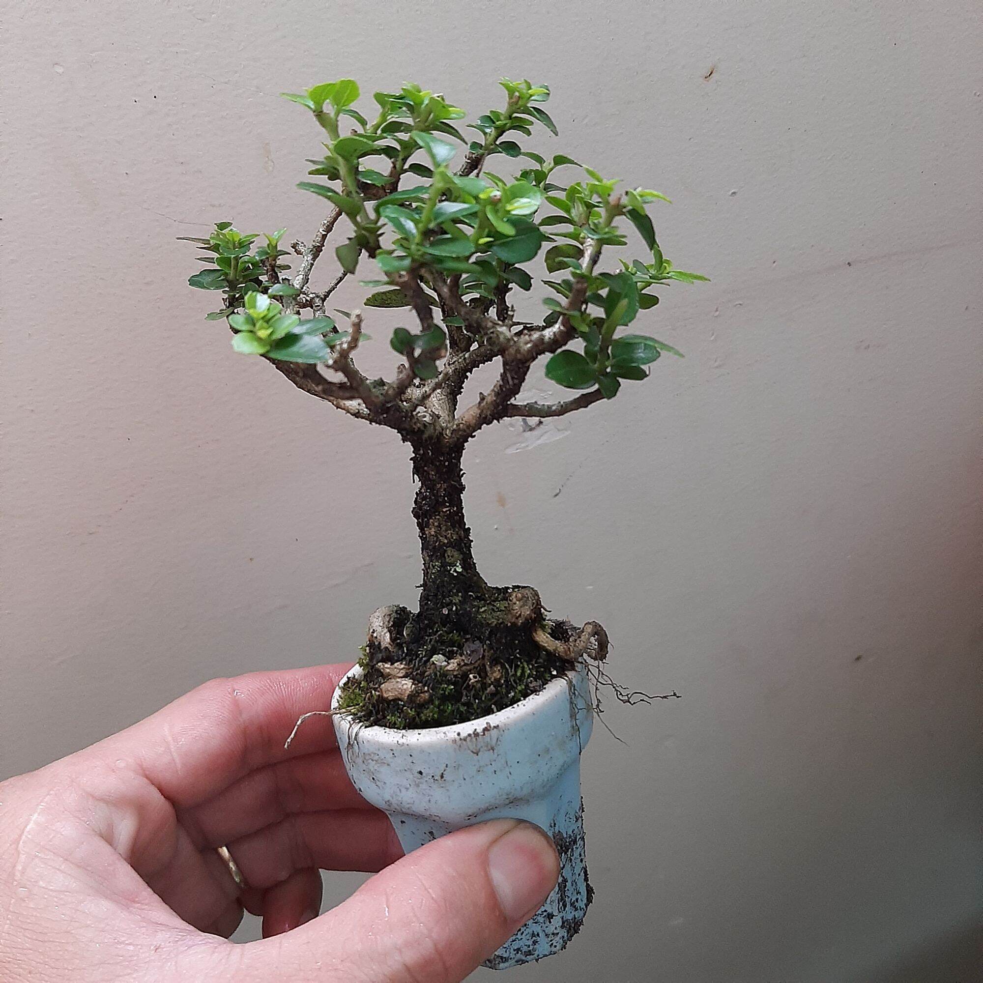 Sam hương siêu mini để bàn
