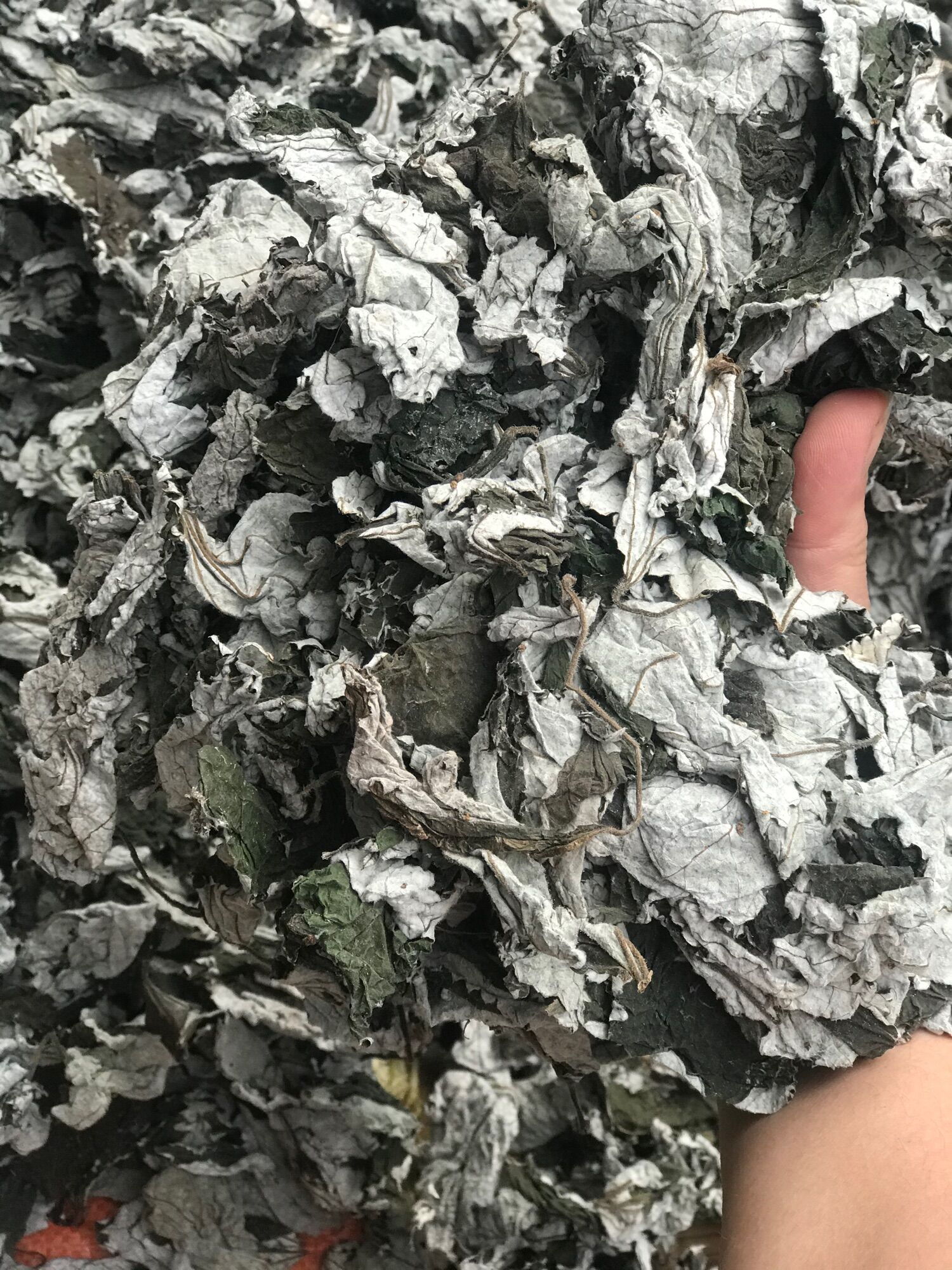 Lá gai khô túi 1kg