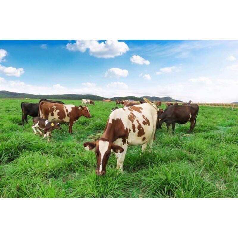 Sữa tươi Devondale/Australia's OWN /Meadow Fresh( thùng 12 hộp loại 1L)