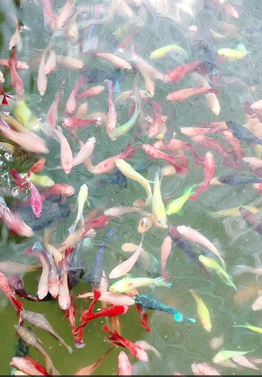 Betta thủy sinh 10 bé trống mái 50k