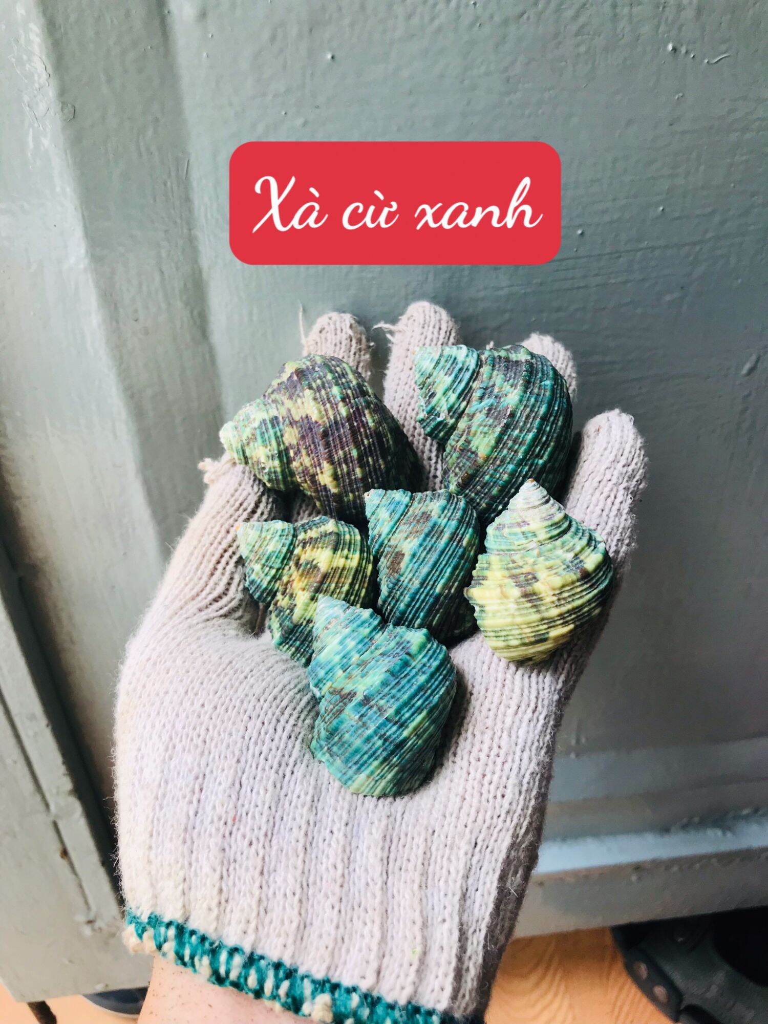 Vỏ Xà Cừ Xanh trnag trí hồ cá, ốc mượn hồn