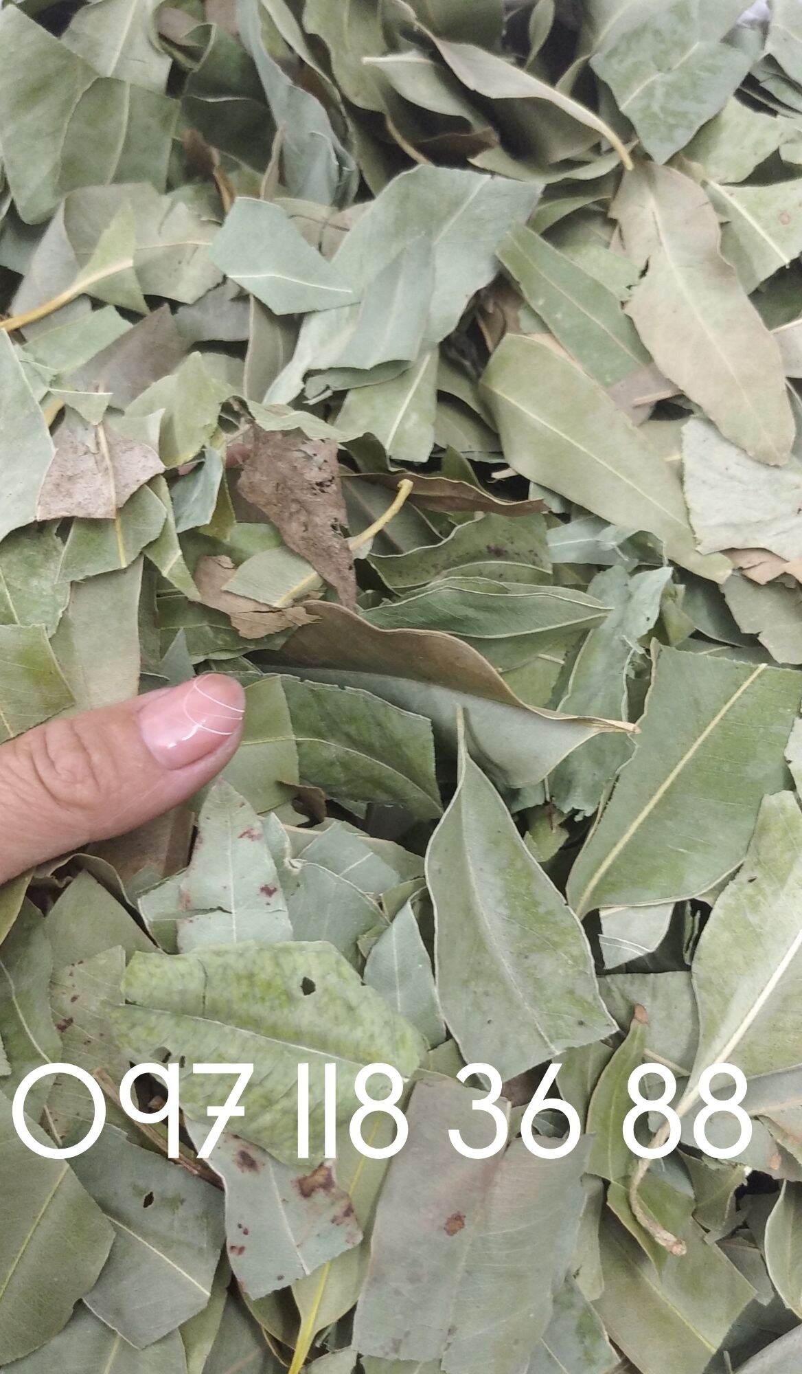 Lá Cây Bạch Đàn Khô ,lá bạch đàn khô 01KG lz1