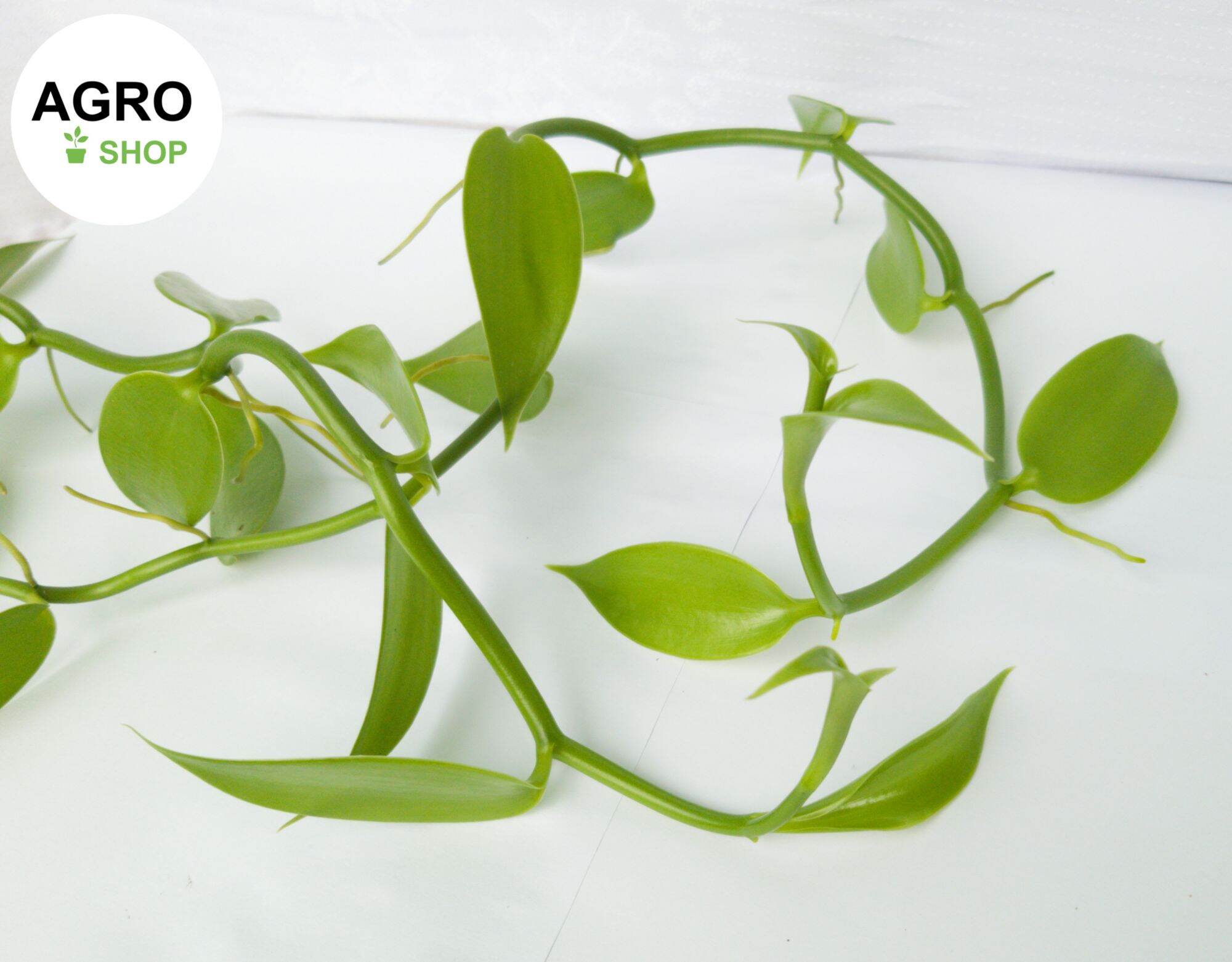 Nhánh cắt lan vanilla 50 cm | nhánh cắt cây vani