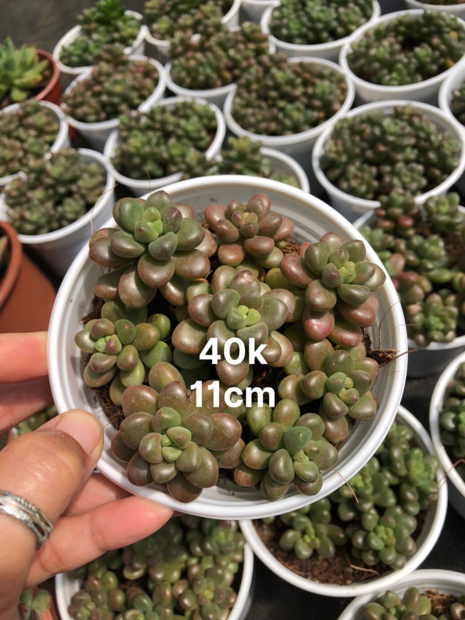 Sen đá Sedum Kẹo 11cm
