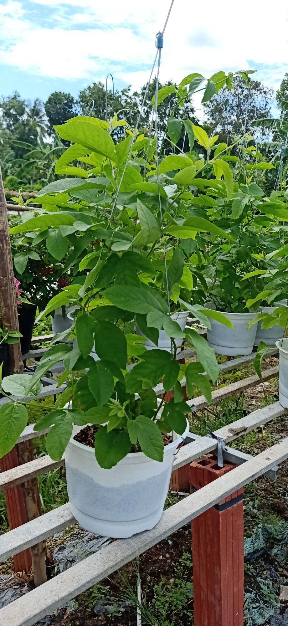 cây sao biển(hoa đỏ)- cây kiểng làng hoa sa đéc