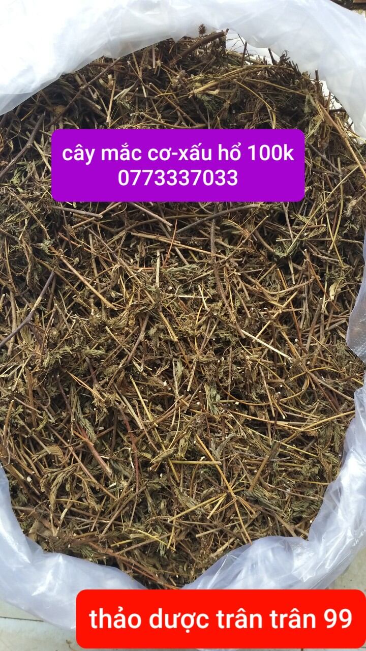 Cây mắc cở-xấu hổ phơi khô 1kg