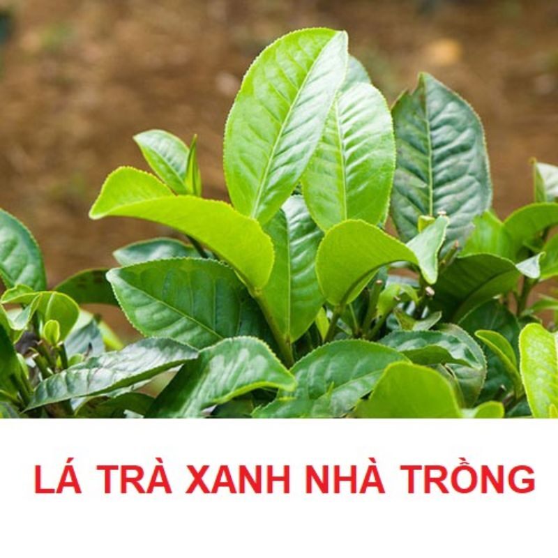 Lá trà xanh
