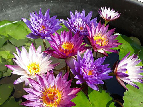 cây giống hoa súng màu tím đỏ