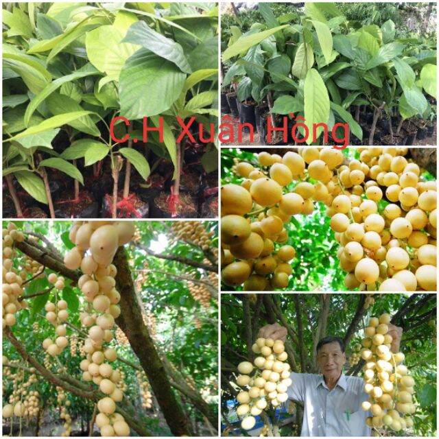 Cây dâu xiêm như hình.