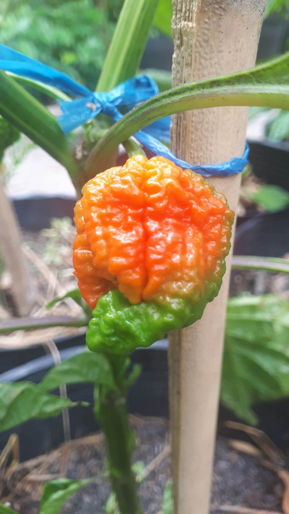 10 HẠT GIỐNG ỚT CAY CAROLINA REAPER