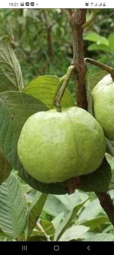 Ổi vườn 1kg